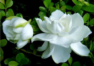 栀子什么时候开始开花，栀子什么时候开花？