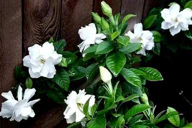栀子什么时候开始开花，栀子什么时候开花？