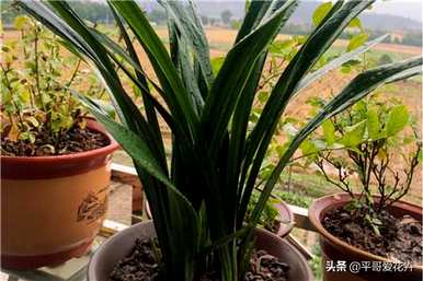 兰花浇水的正确方法，兰花怎么养才能旺盛？