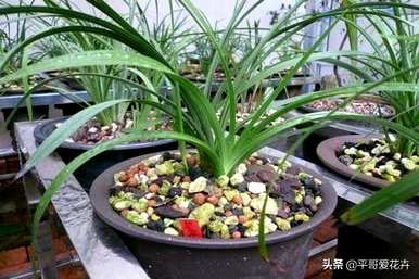 兰花浇水的正确方法，兰花怎么养才能旺盛？