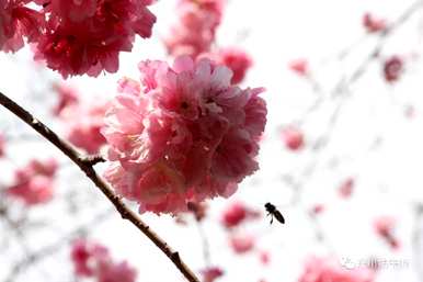二维少女樱花语，樱花语是什么？