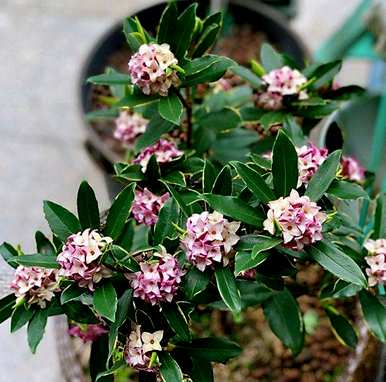 什么是瑞香花语，什么是瑞香名花花语