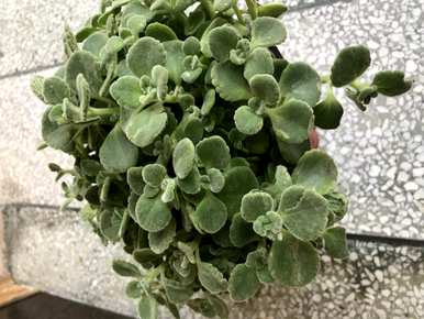 碰碰香施什么肥料最好？碰碰香可以用尿做肥料吗？