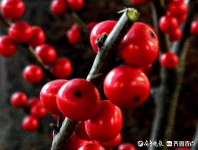 冬青的寓意是什么，冬青树的花语是什么？