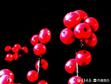 冬青的寓意是什么，冬青树的花语是什么？