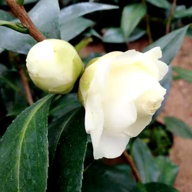 茶花品种及价格、茶花品种及价格