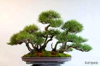 松树有多少种？
