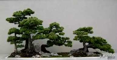 松树有多少种？