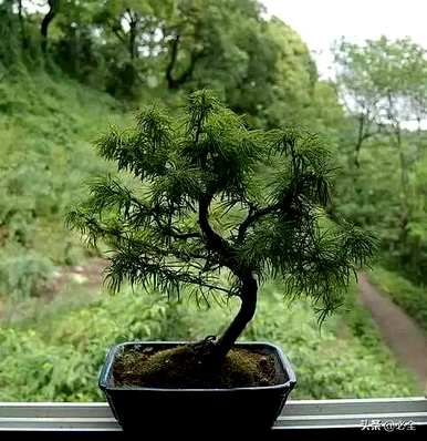 松树有多少种？
