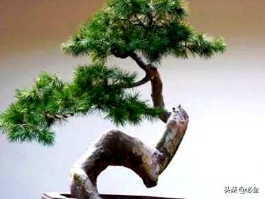 松树有多少种？
