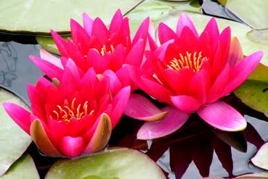 芙蓉睡莲花语，睡莲花语是什么？
