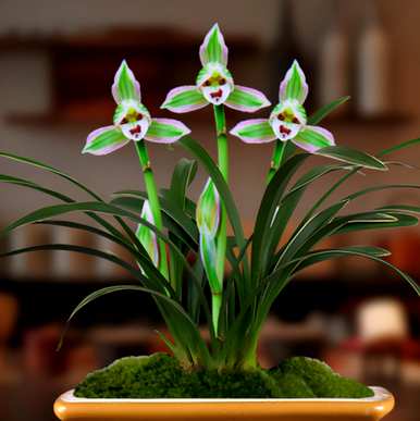 冬季开红花的兰花品种，兰花四季红花品种