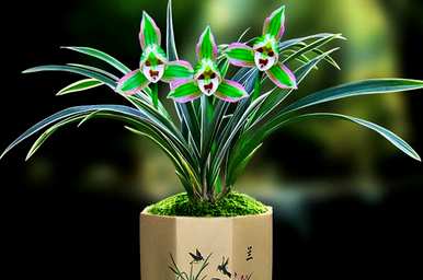 冬季开红花的兰花品种，兰花四季红花品种