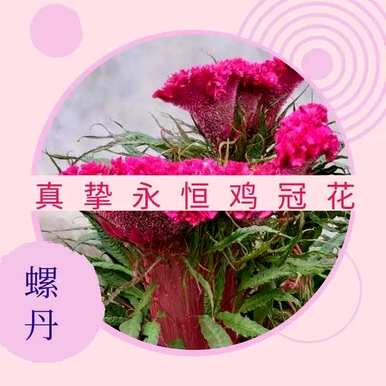 鸡冠花语和传说故事，鸡冠花语和传说