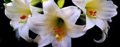 百合花妞妞