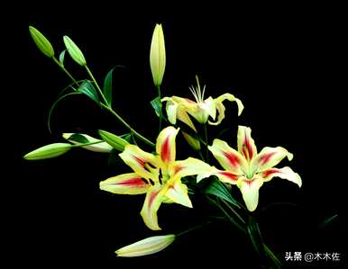 百合有什么用途和价值，百合有什么用途和价值？