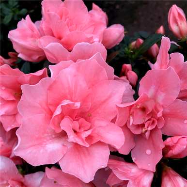 什么花叫花中西施，什么花叫花中西施？