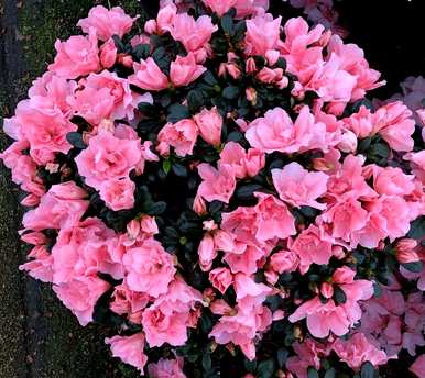 什么花叫花中西施，什么花叫花中西施？