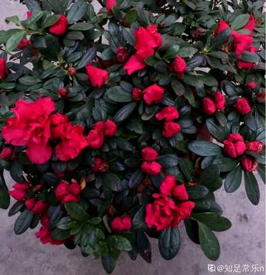 什么花叫花中西施，什么花叫花中西施？