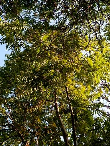 庭院大门的植物，庭院大门两边种什么植物？