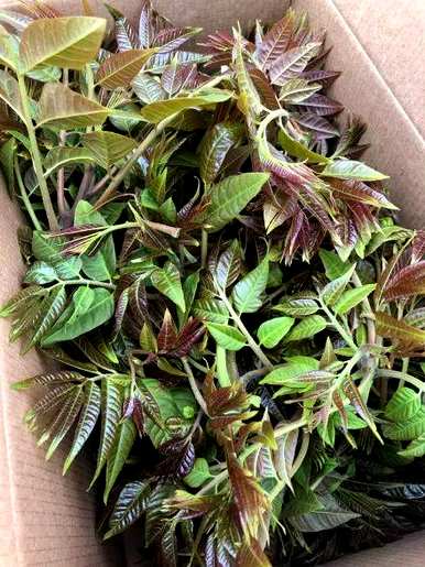 庭院大门的植物，庭院大门两边种什么植物？