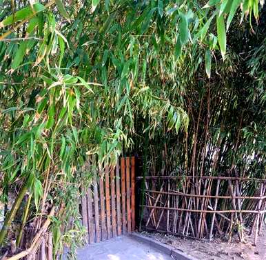 庭院大门的植物，庭院大门两边种什么植物？