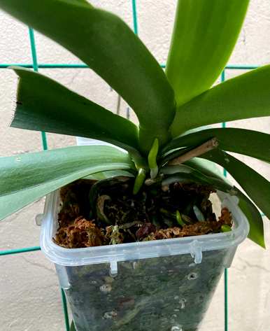 松树皮养蝴蝶兰花的正确方法，松树皮养蝴蝶兰花的绝招