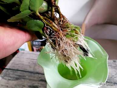 如何养长寿花才能使三角梅更旺盛，长寿花的养殖方法三角梅