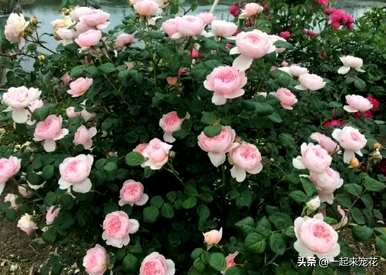 爬藤植物四季开花，爬藤玫瑰的最佳品种