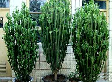 龙骨花适合在家养吗？家里养龙骨花的功效和作用