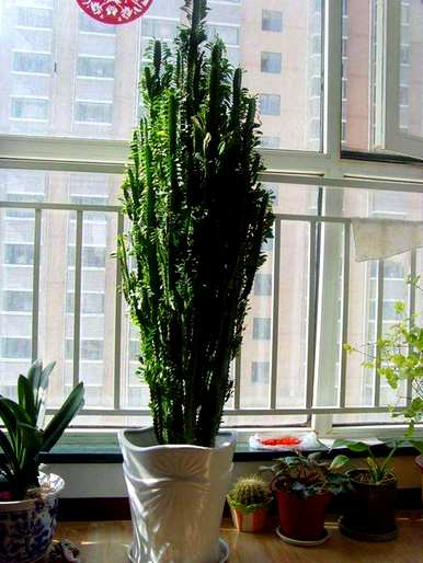 龙骨花适合在家养吗？家里养龙骨花的功效和作用