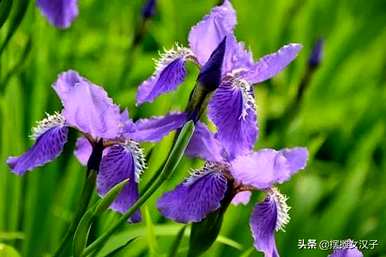 玫瑰加鸢尾花的花语，双色鸢尾花的隐含花语