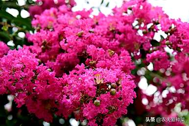 百日红树怎么过冬？百日红树简介繁殖方法