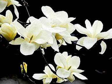 什么时候移栽玉兰最好，什么季节移栽玉兰最好？