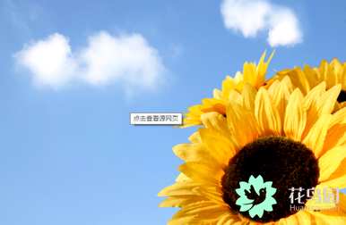 多瓣太阳花语，多瓣太阳花语