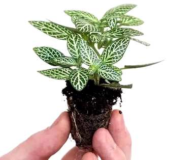 怎样养网纹草，红网纹草怎样养才能爆盆？