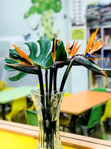 什么是天堂鸟花语，什么是天堂鸟绿植花语