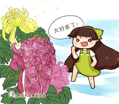 菊花是什么样的作文，菊花的外观和作文的特点