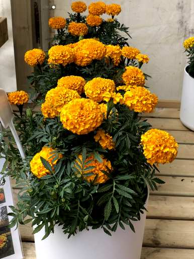 菊花是什么样的作文，菊花的外观和作文的特点