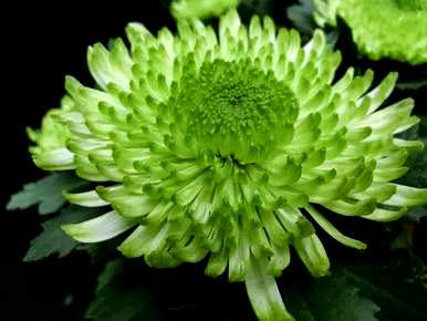 菊花品种有哪些常见，菊花品种有哪些？