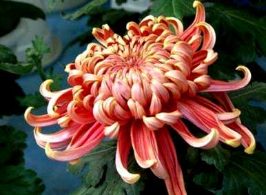 菊花品种有哪些常见，菊花品种有哪些？