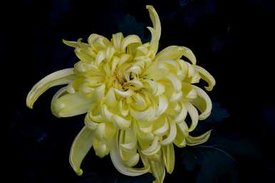 菊花品种有哪些常见，菊花品种有哪些？