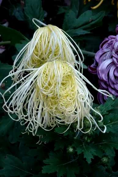 菊花品种有哪些常见，菊花品种有哪些？