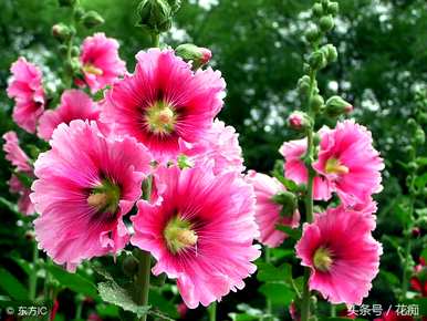 什么季节播种蜀葵花种子，如何快速播种蜀葵花？