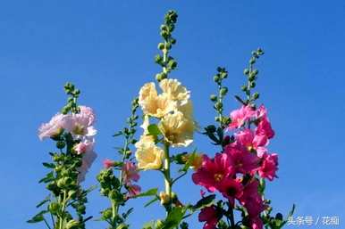 什么季节播种蜀葵花种子，如何快速播种蜀葵花？