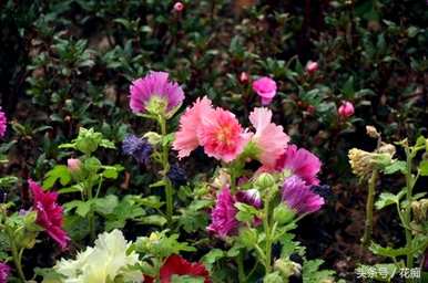 什么季节播种蜀葵花种子，如何快速播种蜀葵花？