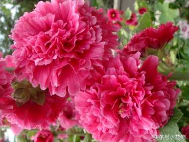什么季节播种蜀葵花种子，如何快速播种蜀葵花？