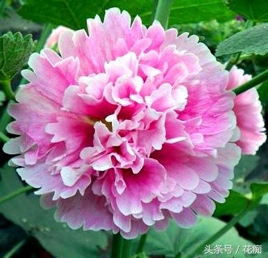 什么季节播种蜀葵花种子，如何快速播种蜀葵花？