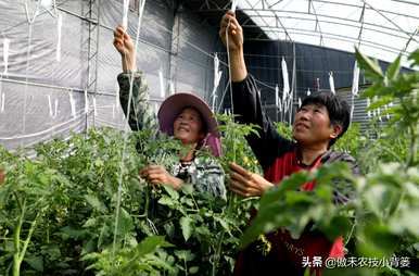 如何处理连续种植西红柿的土壤？