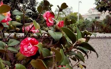 茶花树能长多高？为什么茶花树总是长得不高？